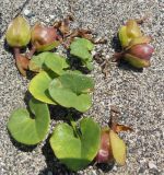 Calystegia soldanella