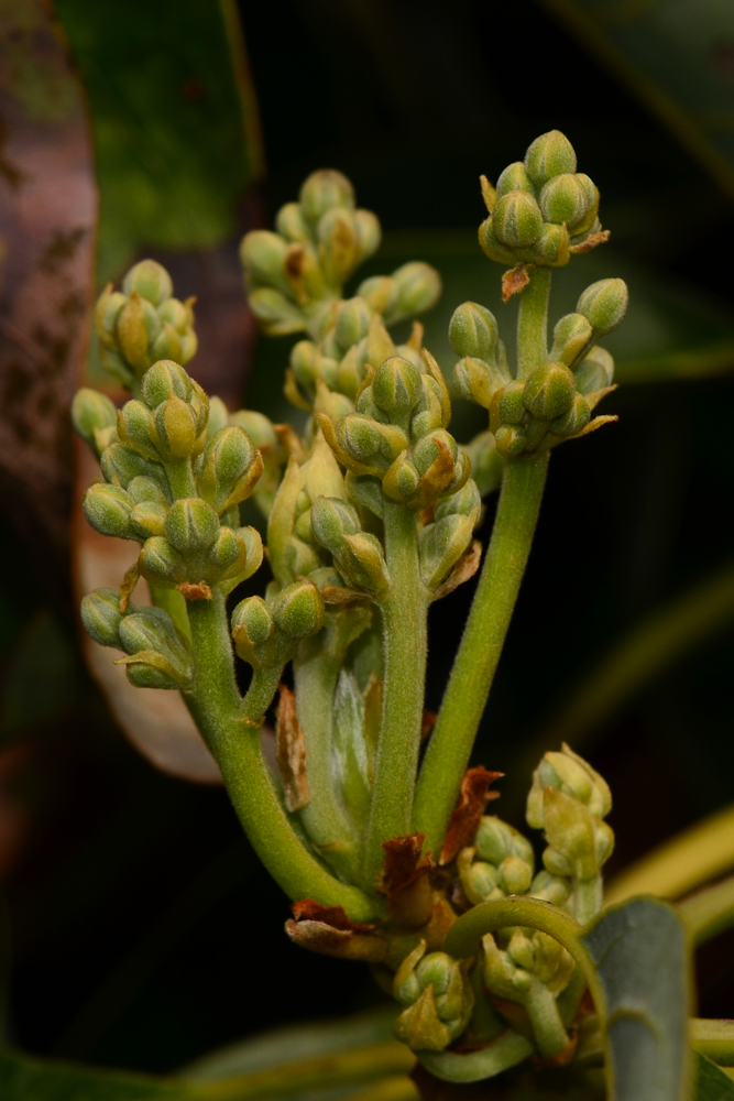 Image of Persea americana specimen.