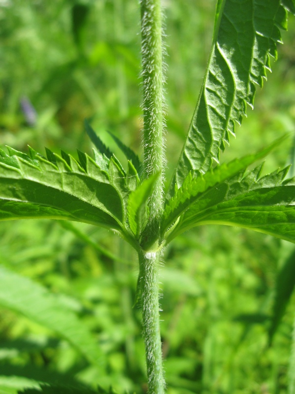 Image of Veronica longifolia specimen.