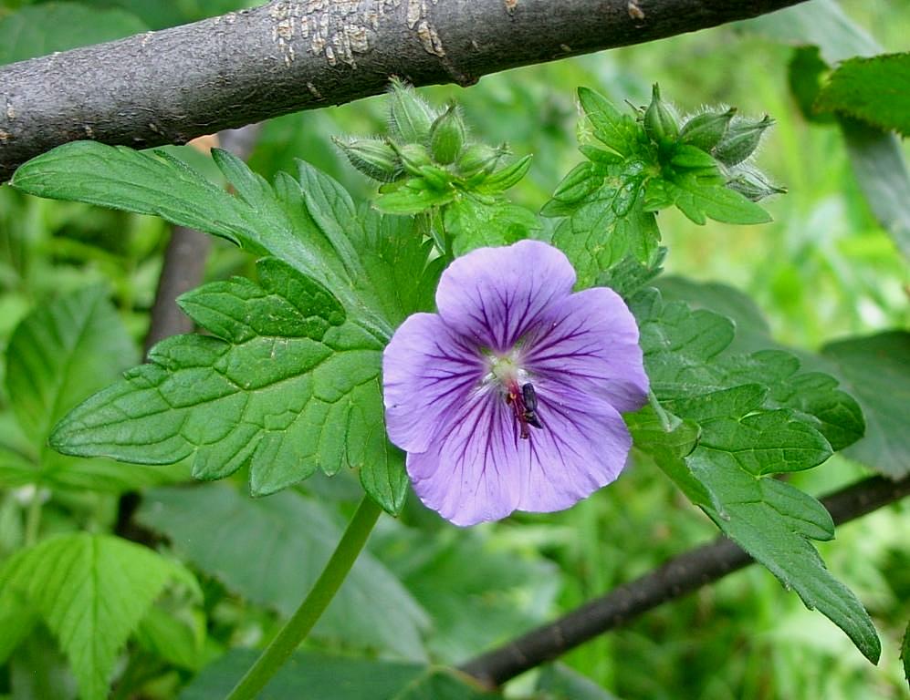 Изображение особи Geranium erianthum.