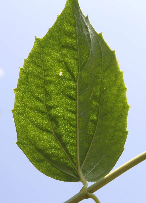 Image of Philadelphus coronarius specimen.