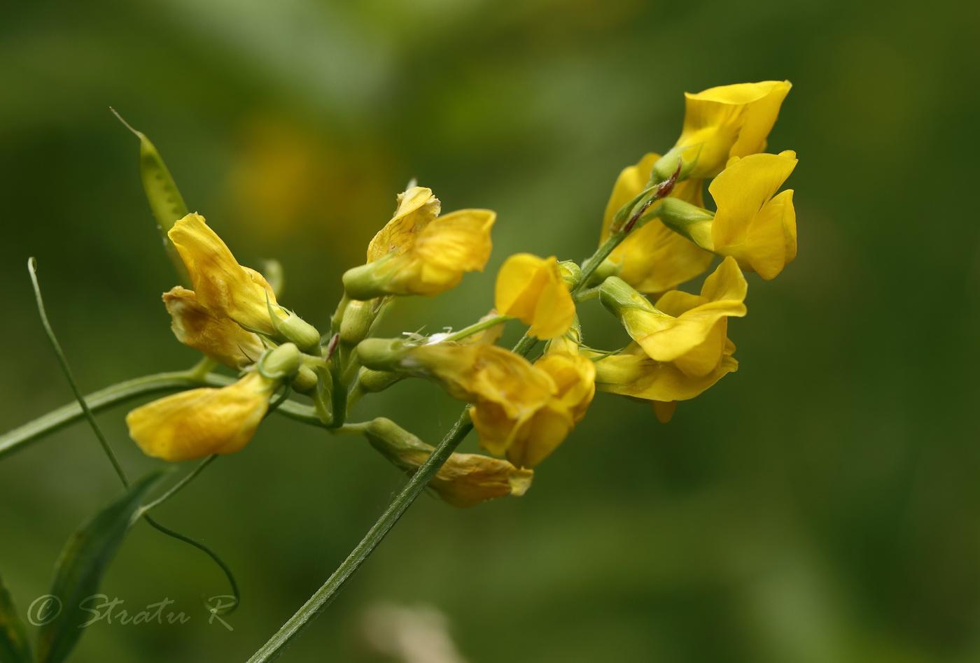 Изображение особи Lathyrus pratensis.