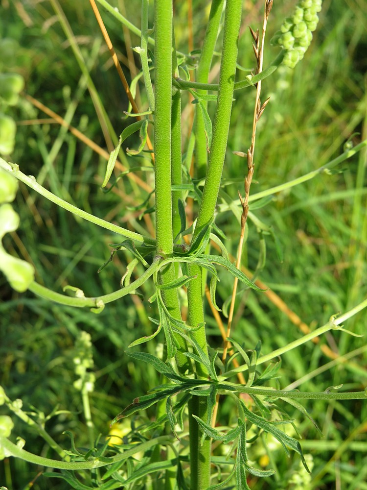 Image of Aconitum barbatum specimen.