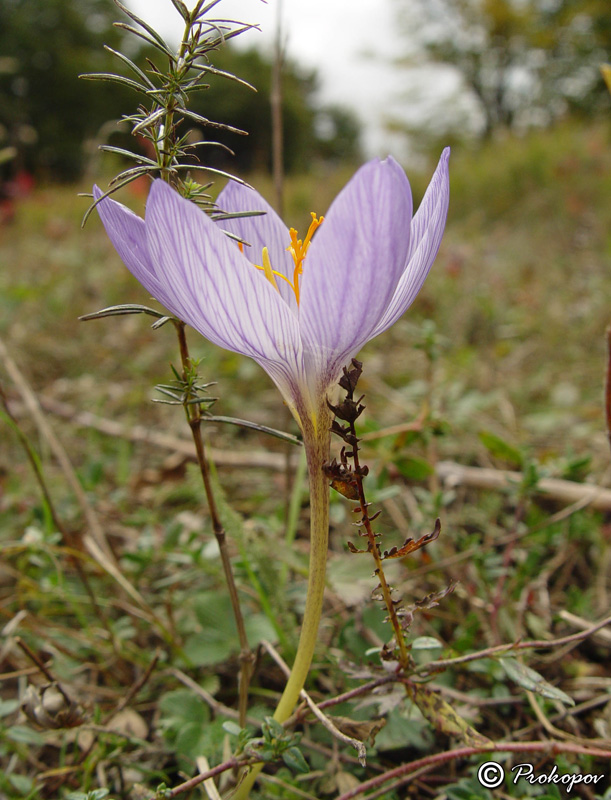 Image of Crocus speciosus specimen.