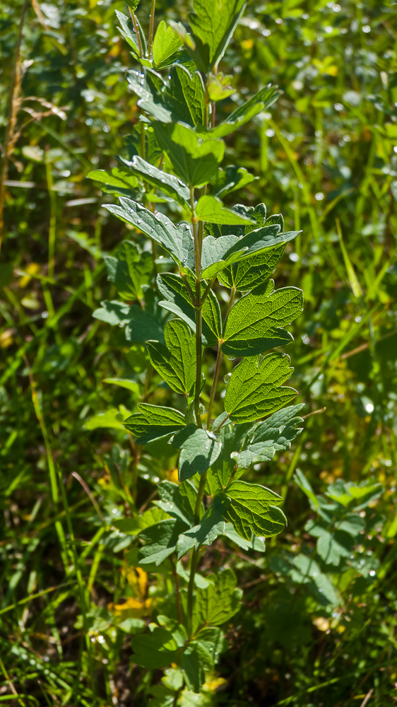 Image of Thalictrum simplex specimen.