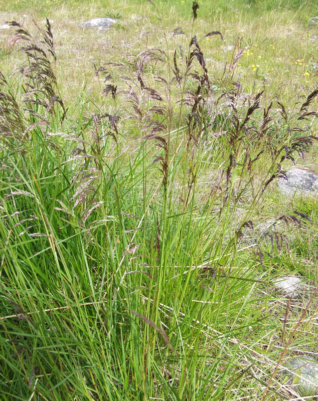 Image of Deschampsia cespitosa specimen.