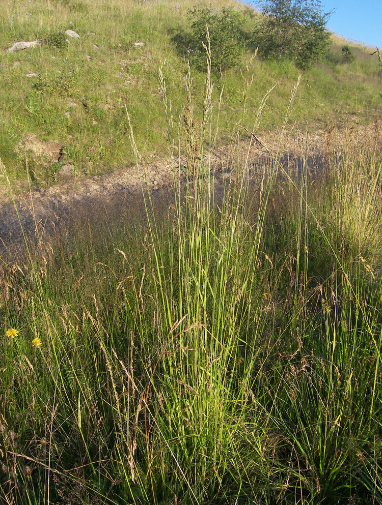 Изображение особи Festuca regeliana.