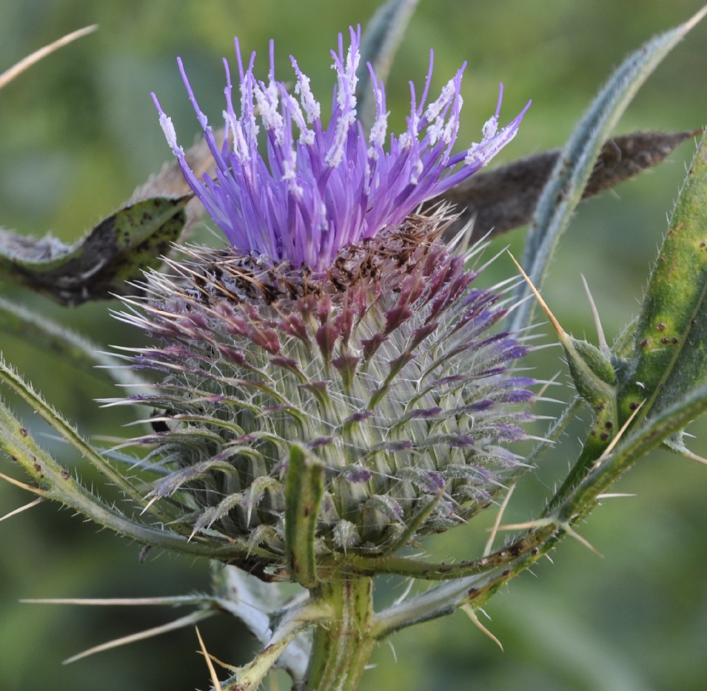 Image of Cirsium ligulare specimen.