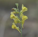 Linaria genistifolia