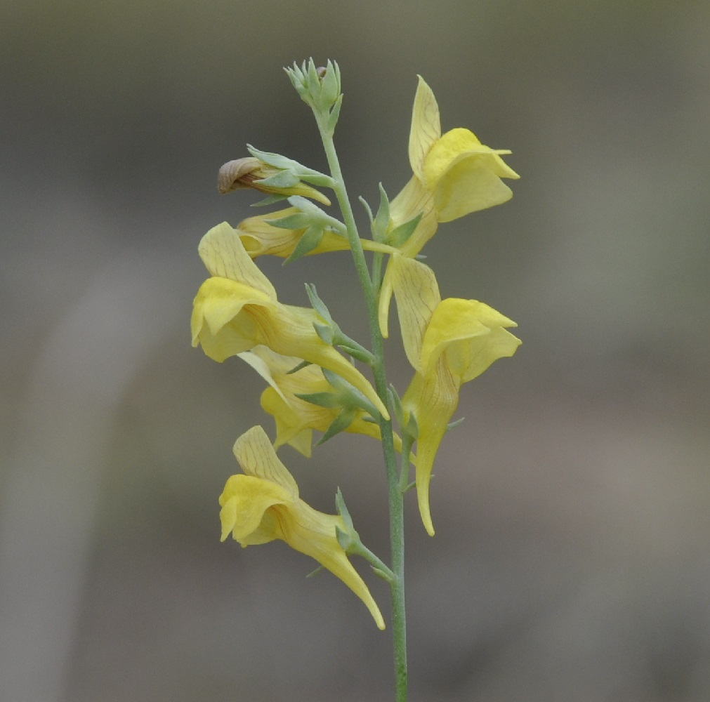 Image of Linaria genistifolia specimen.