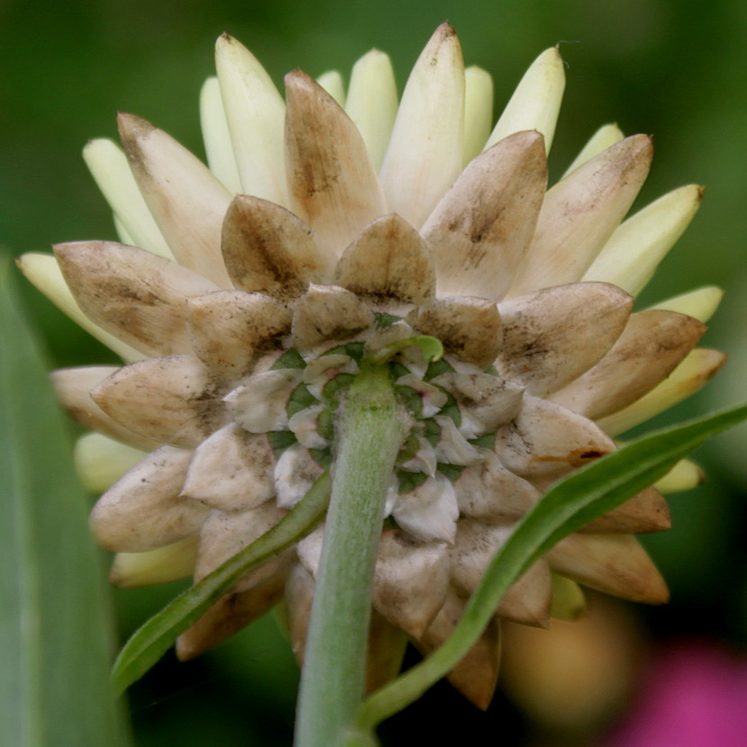 Image of Xerochrysum bracteatum specimen.