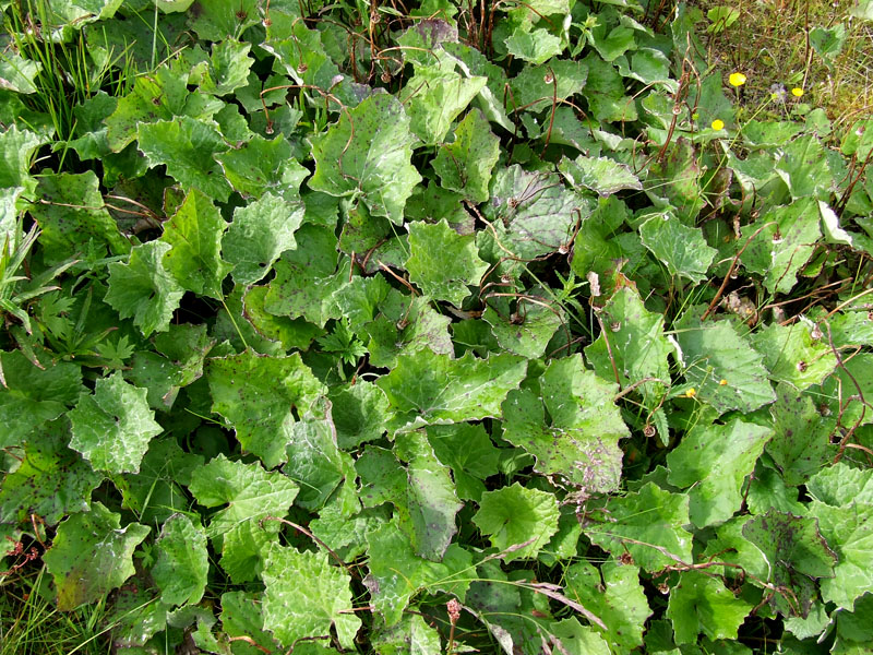 Image of Tussilago farfara specimen.