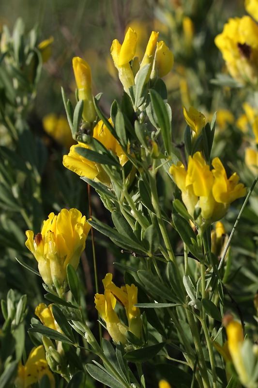 Image of Chamaecytisus austriacus specimen.