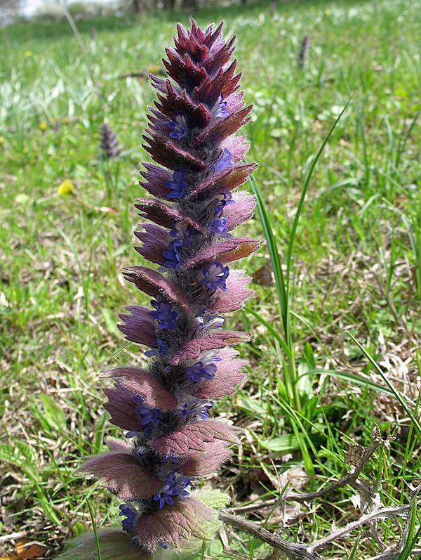 Image of Ajuga orientalis specimen.