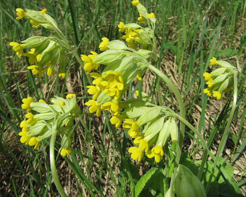 Image of Primula veris specimen.