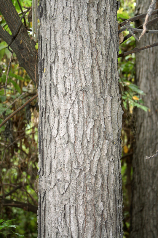 Изображение особи Gymnocladus dioicus.