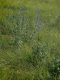 Aconitum baicalense