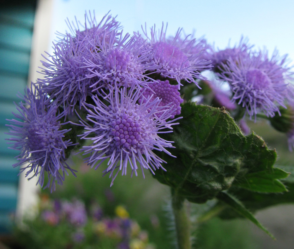 Image of Ageratum houstonianum specimen.