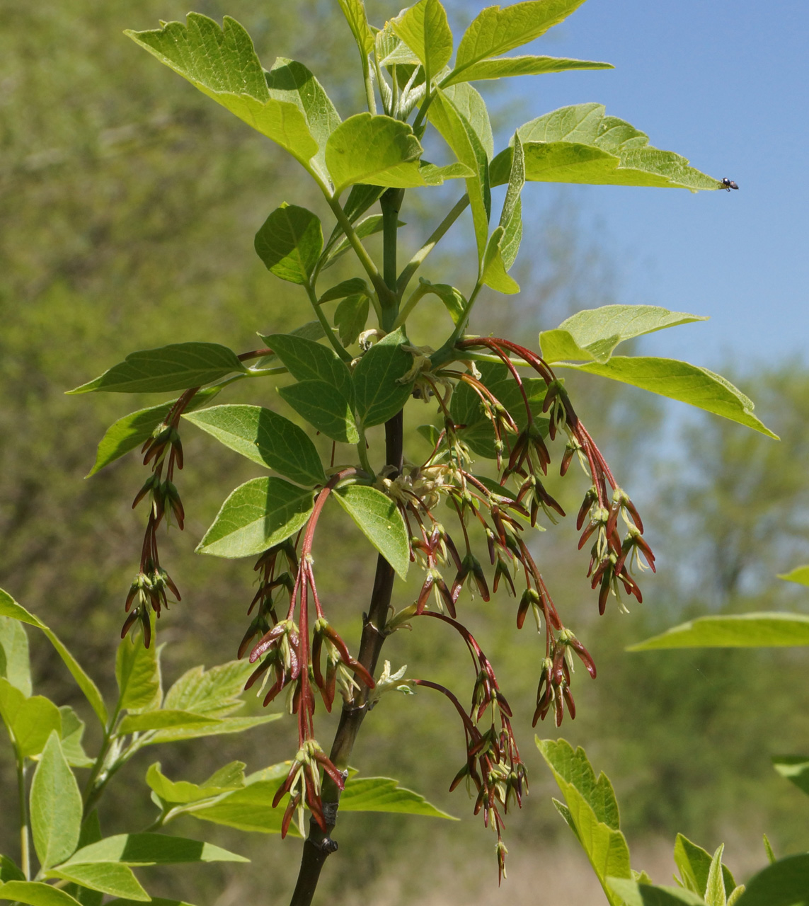 Image of Acer negundo specimen.