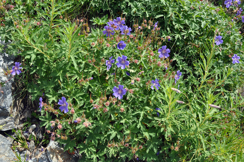 Image of Geranium gymnocaulon specimen.