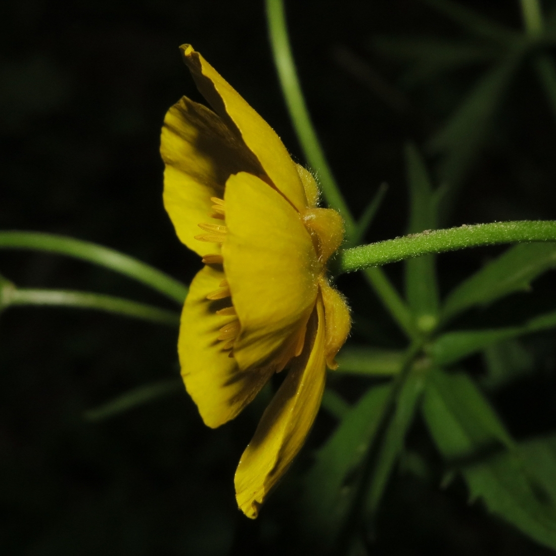 Изображение особи Ranunculus cassubicus.