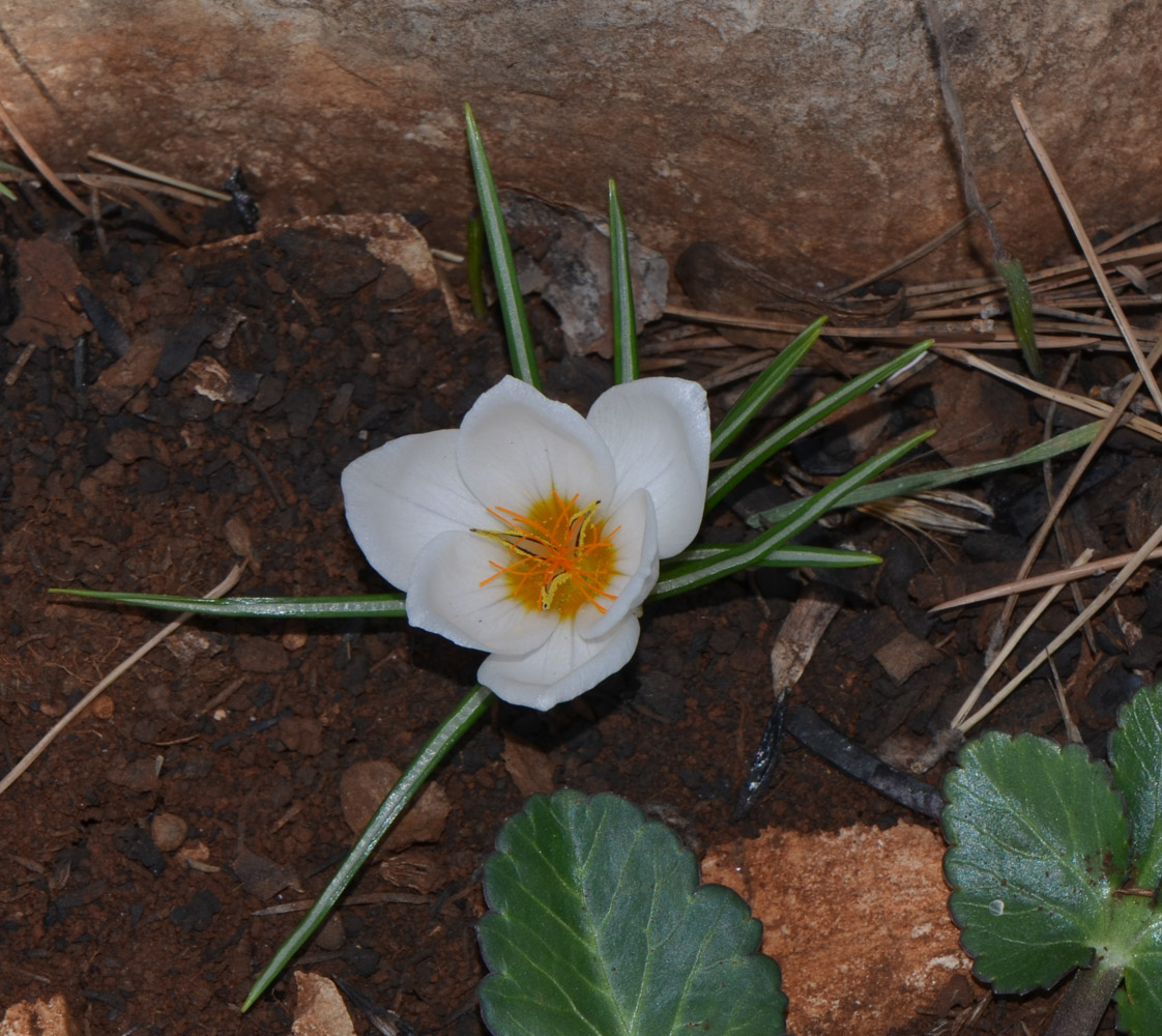 Изображение особи Crocus hyemalis.