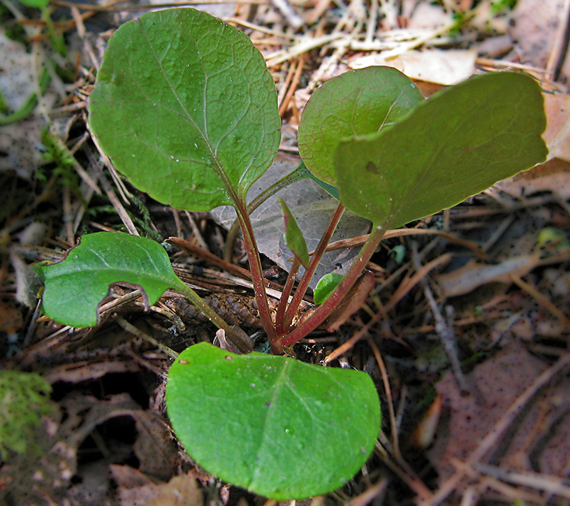 Изображение особи Pyrola chlorantha.