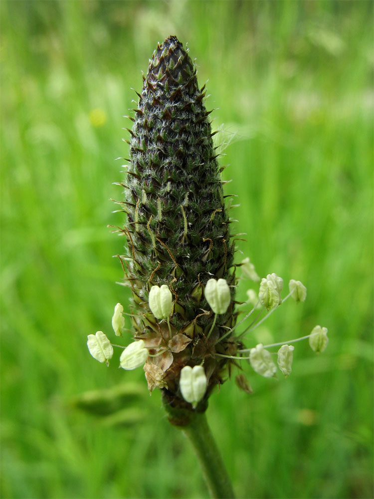 Image of Plantago lanceolata specimen.