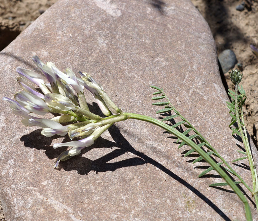 Image of Astragalus karkarensis specimen.