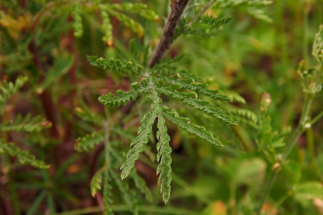 Image of Anthemis tinctoria specimen.