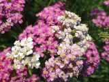 Achillea millefolium. Сорванные части соцветий разных цветовых оттенков. Иркутская обл., Иркутский р-н, дер. Позднякова, луг. 26.07.2015.