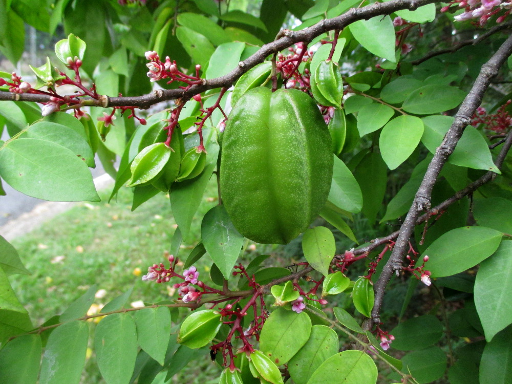 Image of Averrhoa carambola specimen.