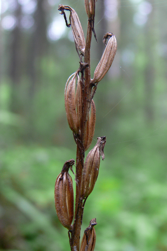 Image of Platanthera bifolia specimen.