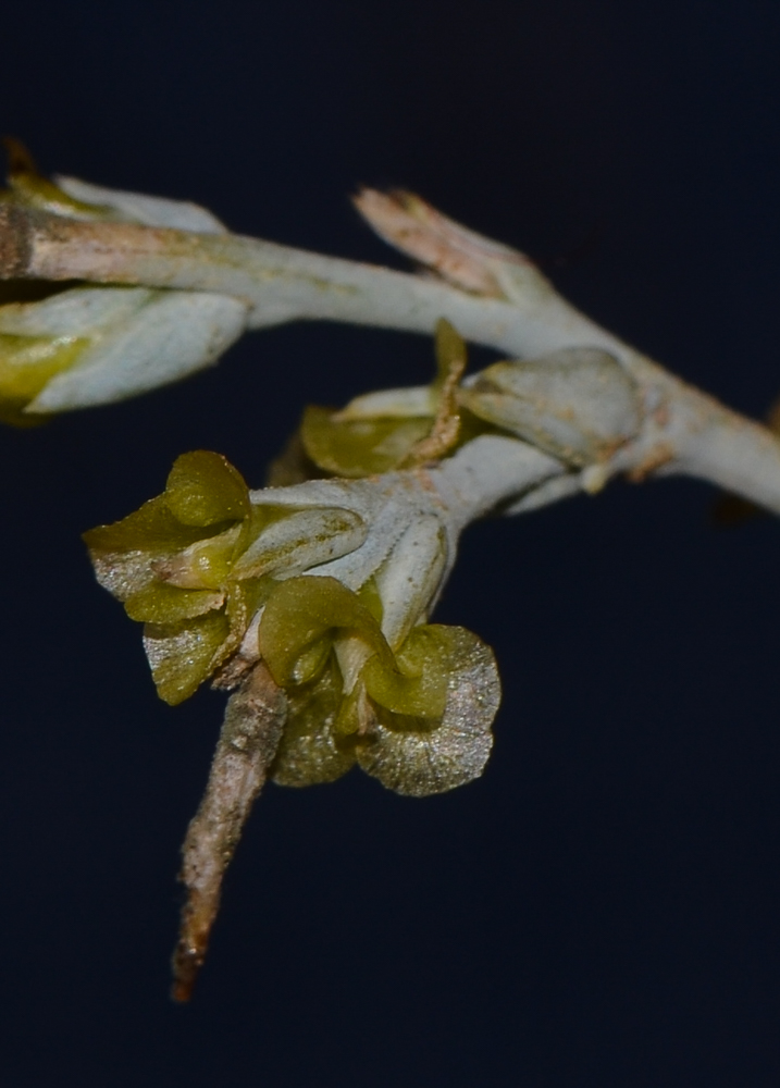 Изображение особи Noaea mucronata.