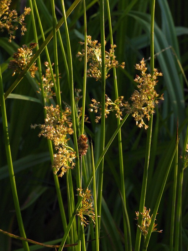 Image of Juncus effusus specimen.