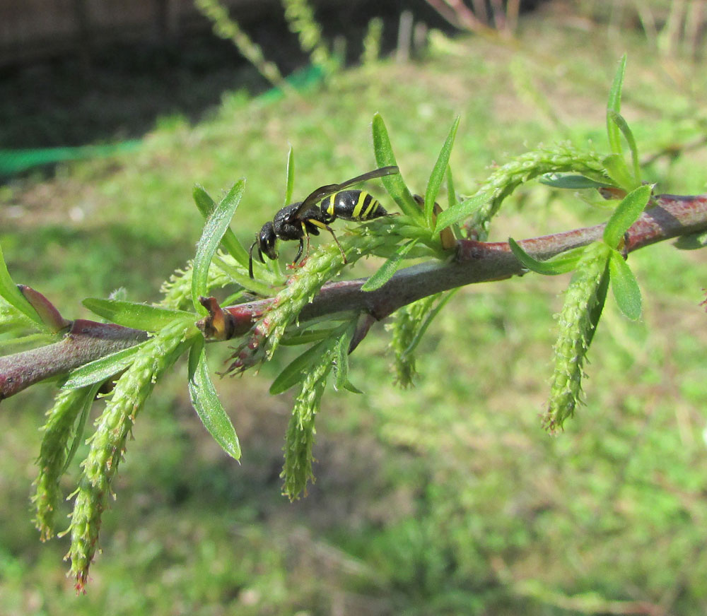 Image of Salix eleagnos specimen.