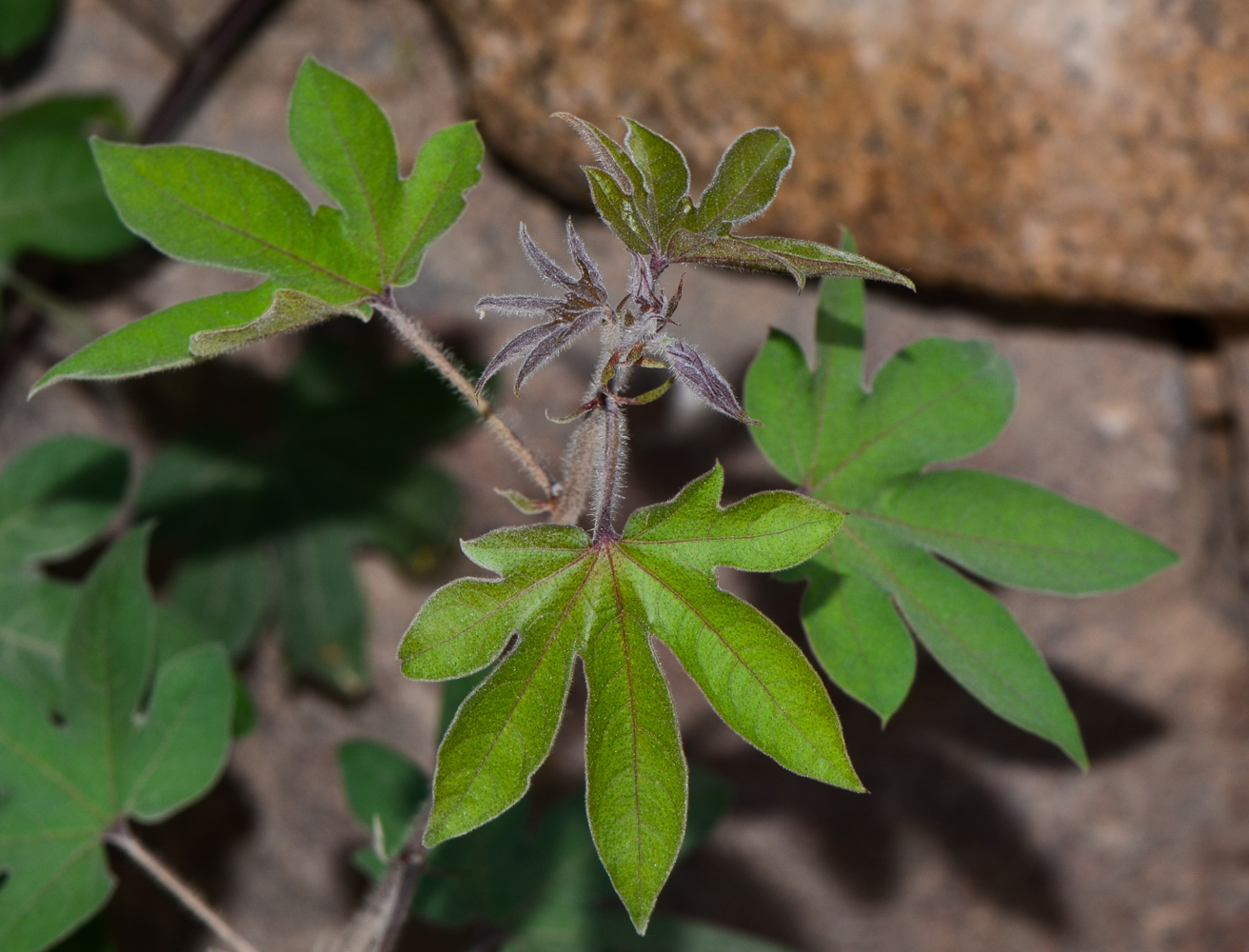 Image of genus Gossypium specimen.