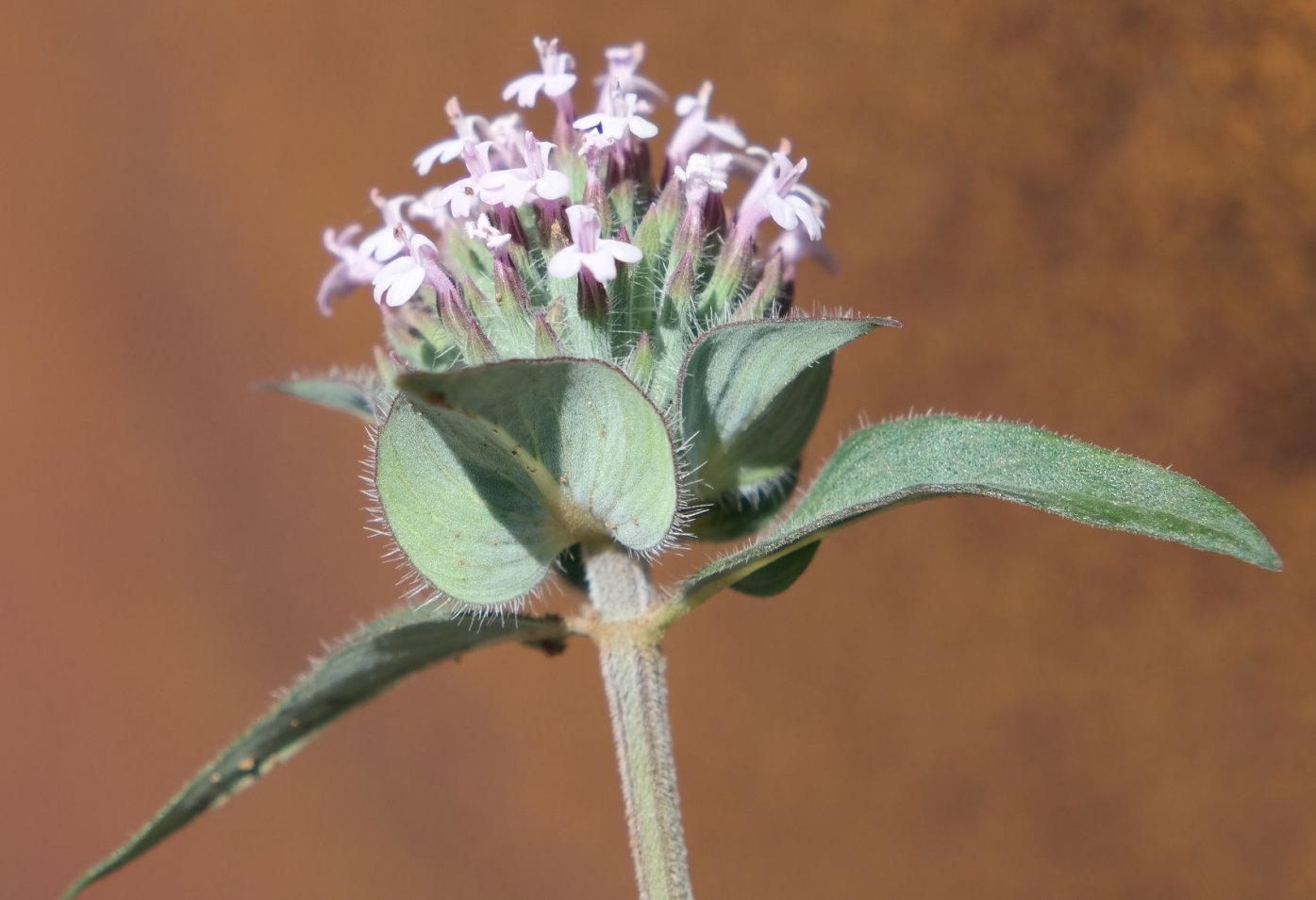 Изображение особи Ziziphora capitata.