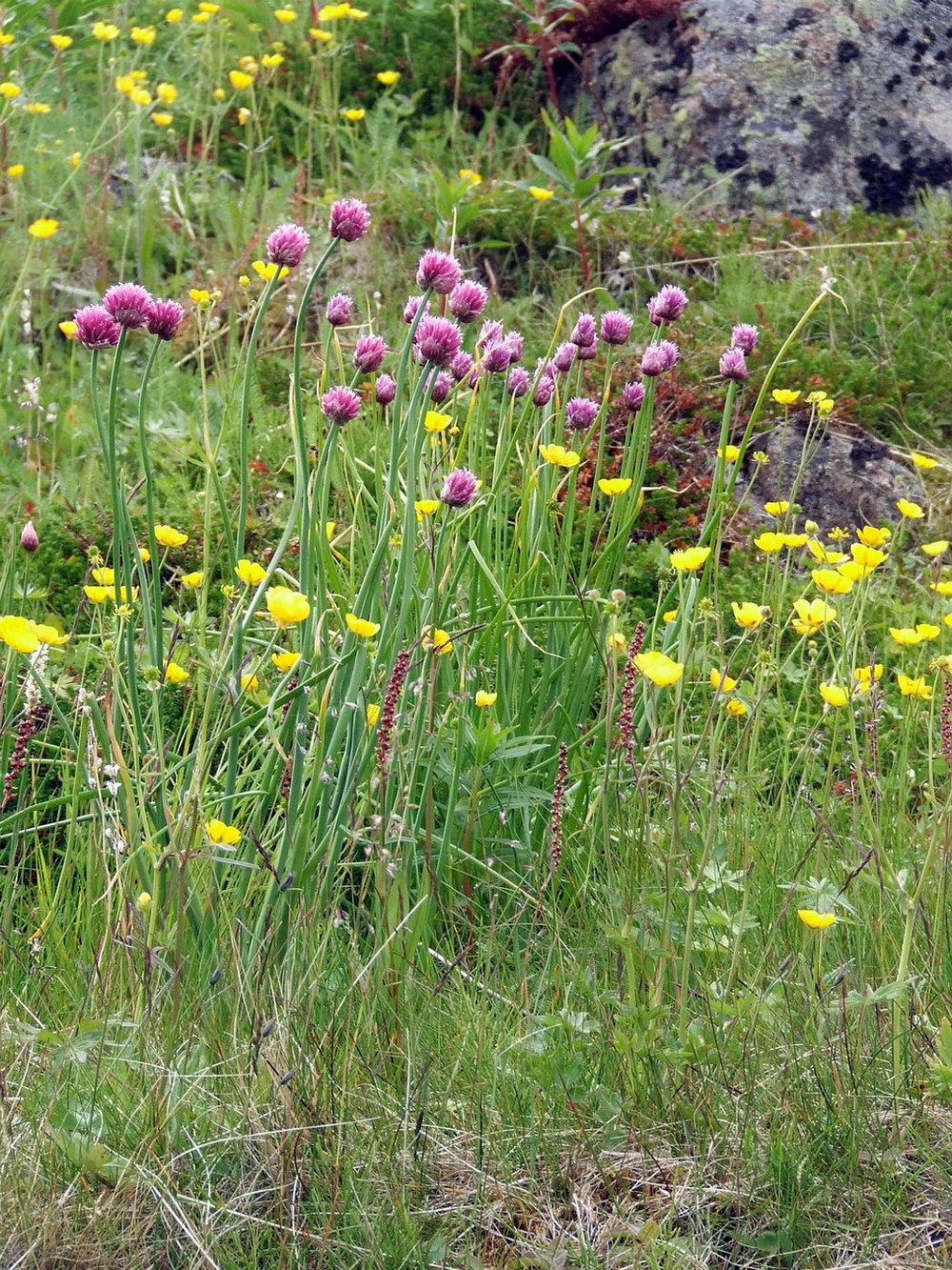 Image of Allium schoenoprasum specimen.