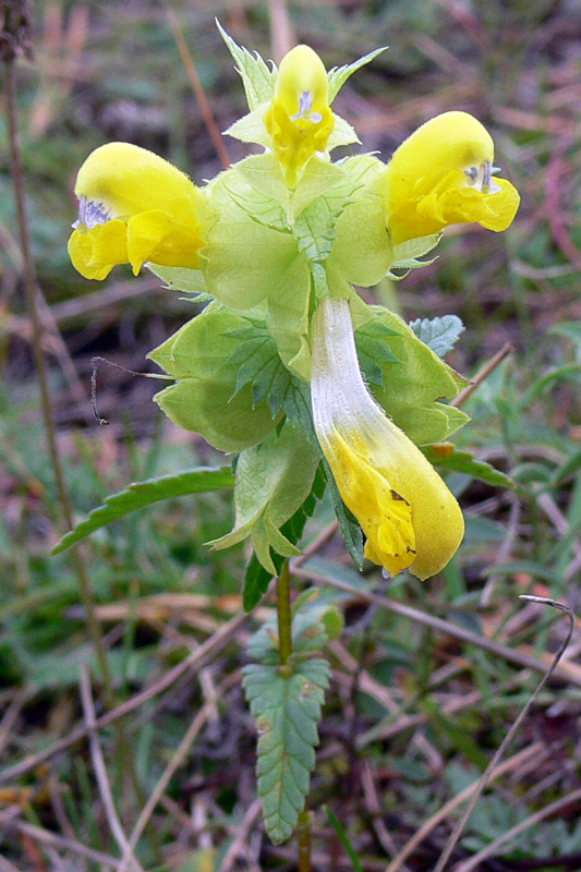 Image of Rhinanthus vernalis specimen.