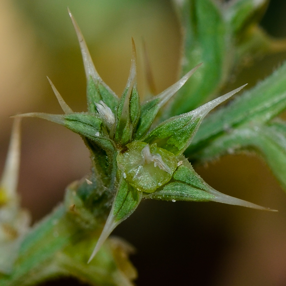 Image of Salsola pontica specimen.