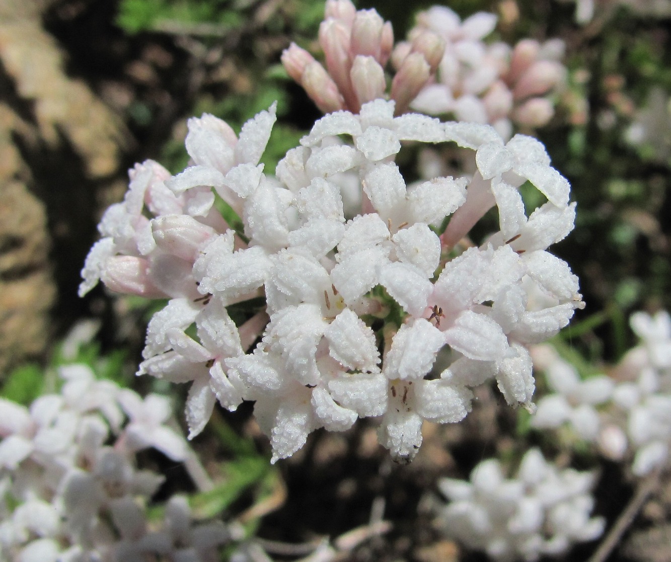 Изображение особи Asperula abchasica.