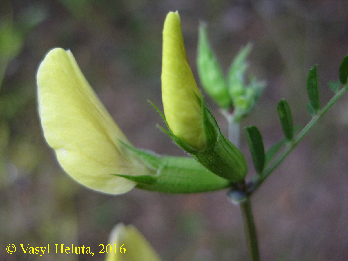 Image of Vicia grandiflora specimen.