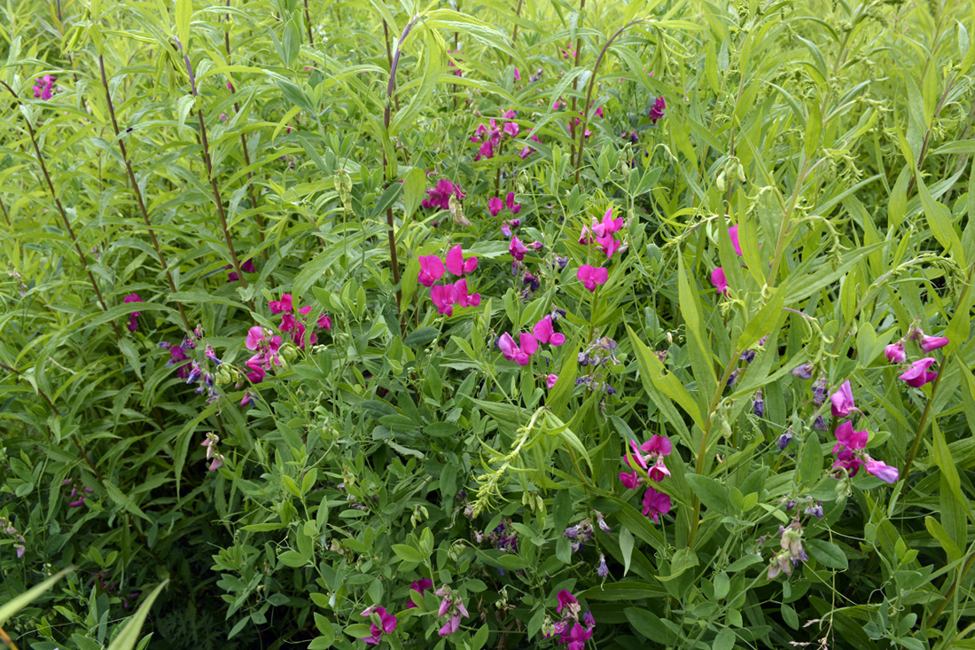 Image of Lathyrus tuberosus specimen.