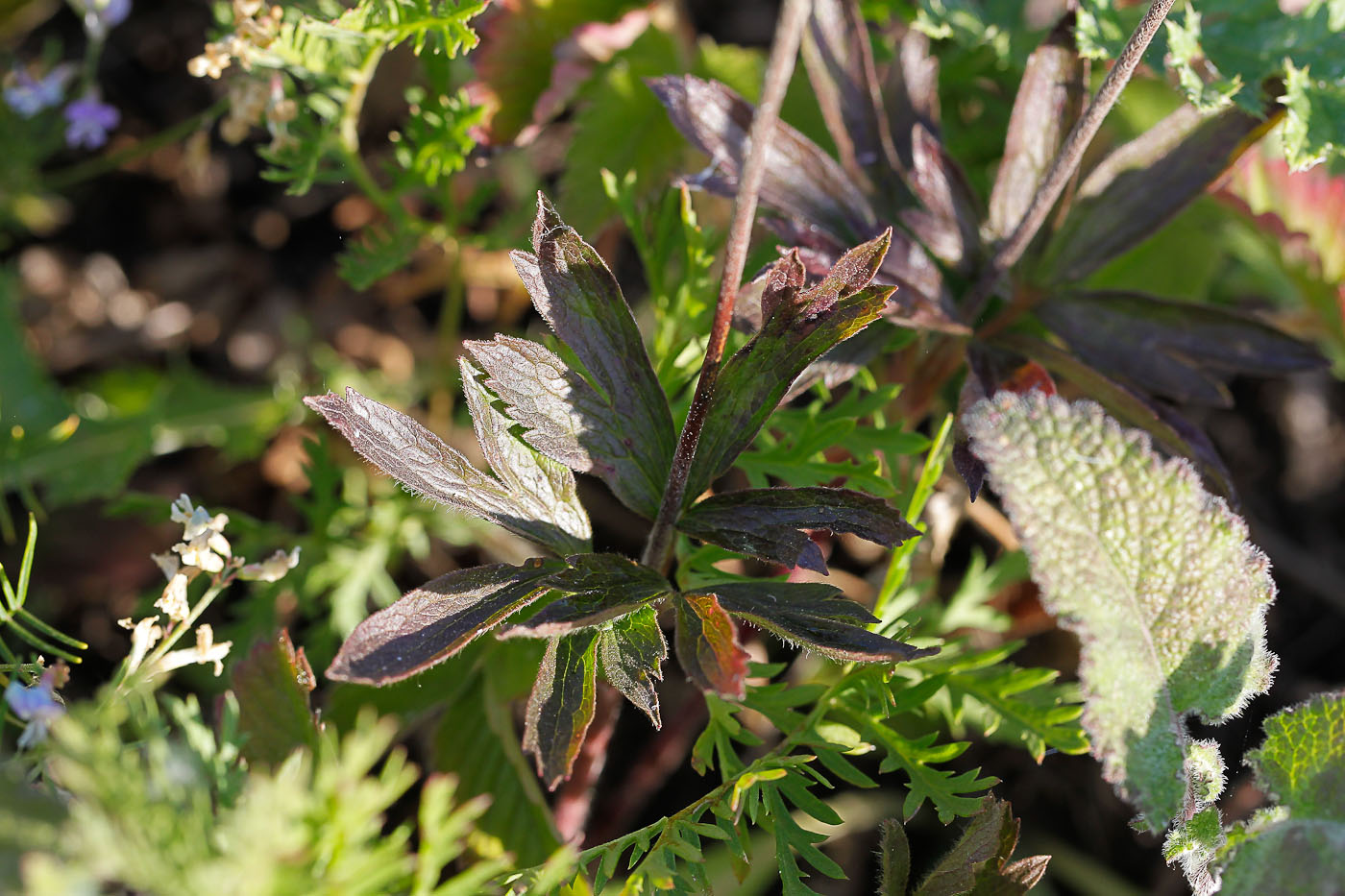 Image of Anemone sylvestris specimen.