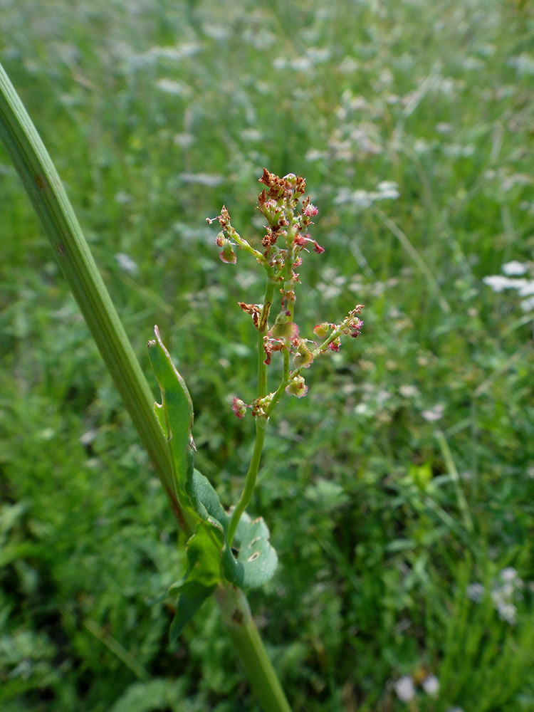 Изображение особи Rumex acetosa.