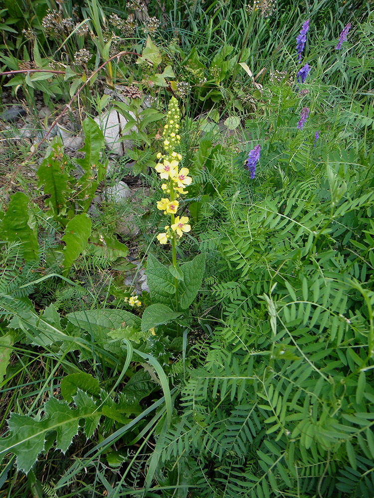 Image of Verbascum nigrum specimen.