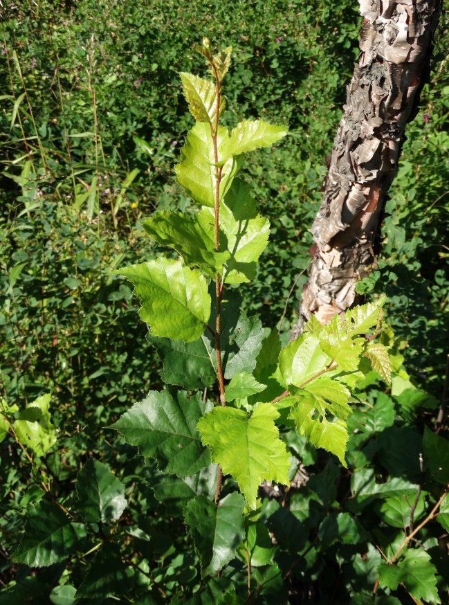 Image of Betula dauurica specimen.