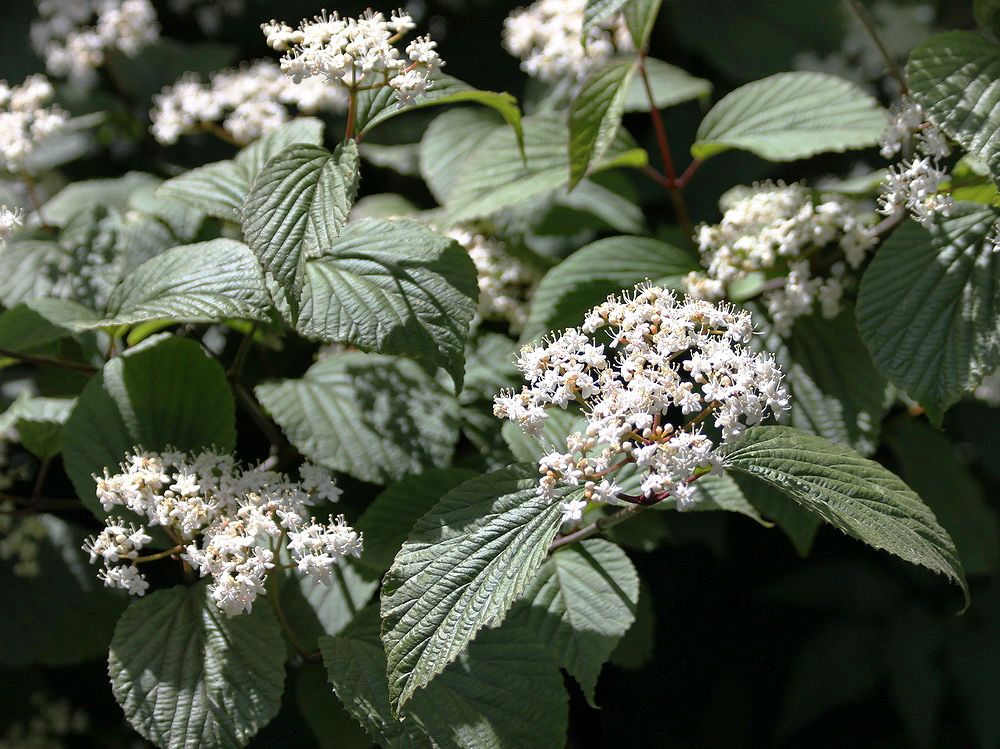 Image of genus Viburnum specimen.