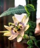 Passiflora caerulea